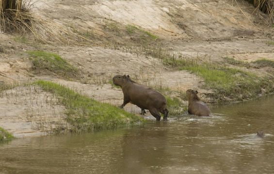 18.https www inaturalist org photos 1565284.580x360