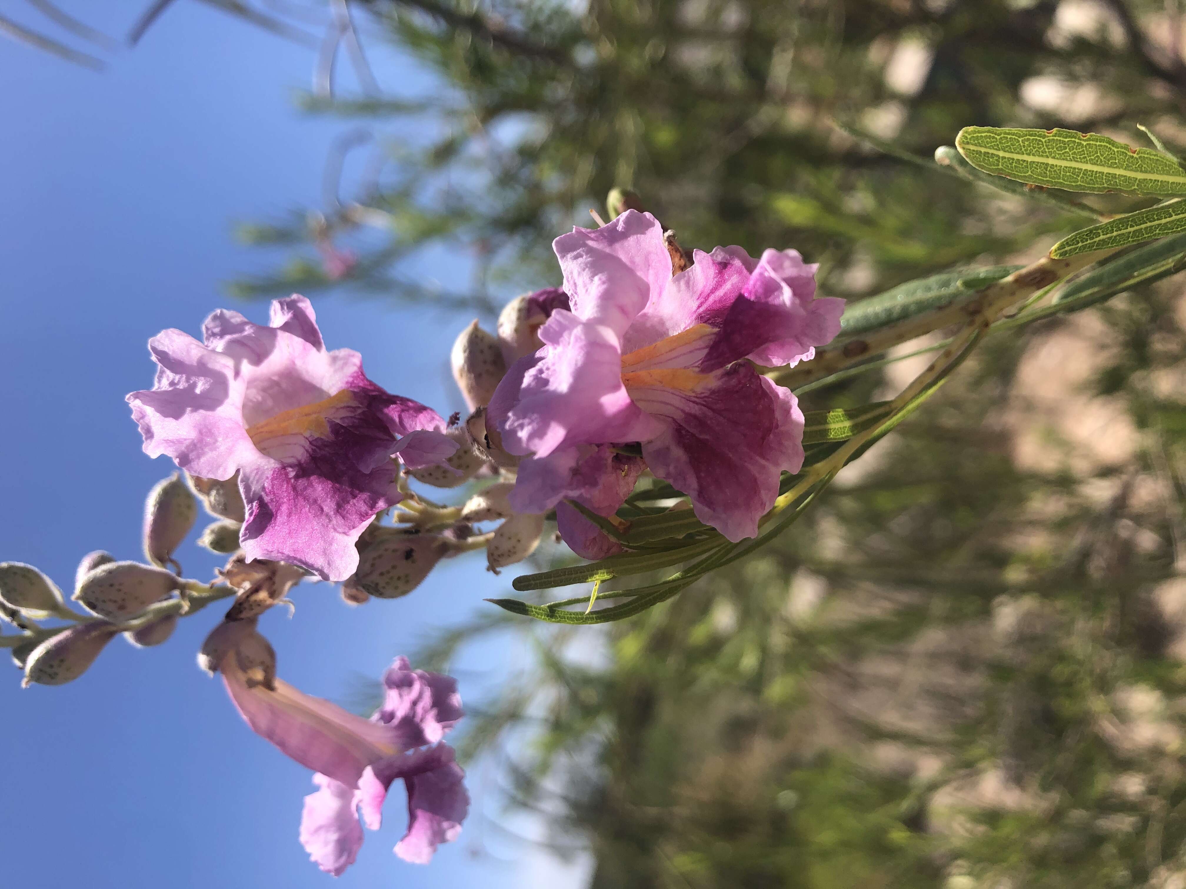 Image of desert willow