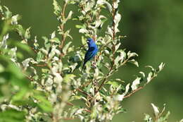 Image of Indigo Bunting