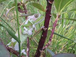 Image of Cape dwarf chameleon