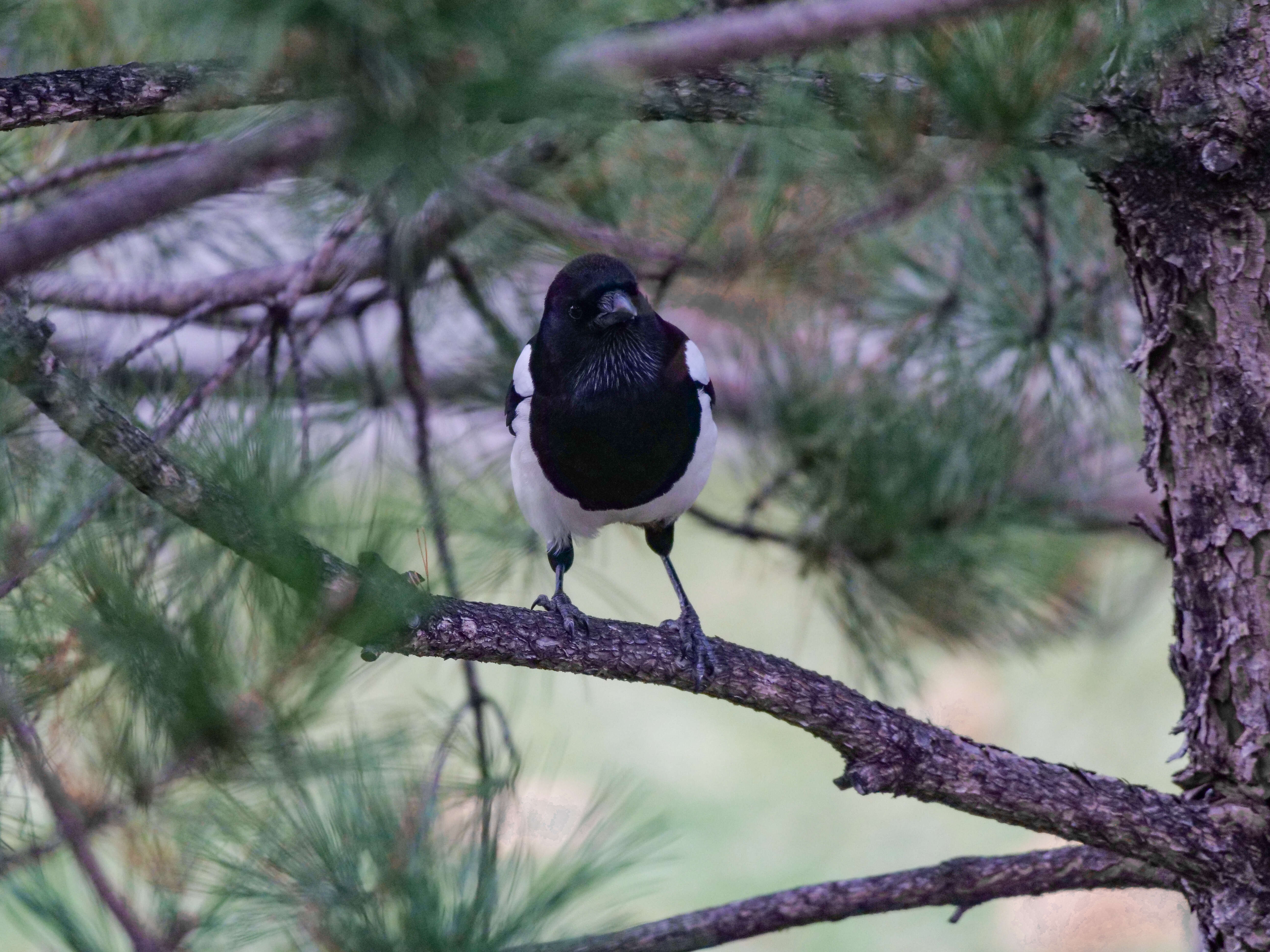 Image of Oriental Magpie