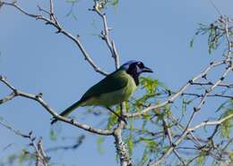 Image of Green Jay