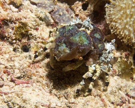 Image of Decorator crab