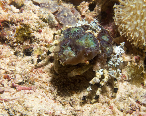 Image of Decorator crab