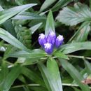 Image of <i>Gentiana linearis</i>
