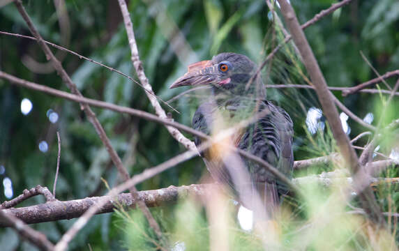 Image of Luzon Hornbill