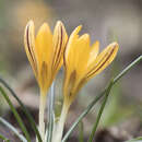 Image of Crocus vitellinus Wahlenb.