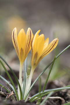 Image of Crocus vitellinus Wahlenb.