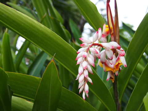 Image of <i>Alpinia zerumbet</i>