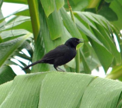 Image of Melodious Blackbird
