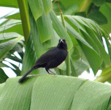 Image of Melodious Blackbird