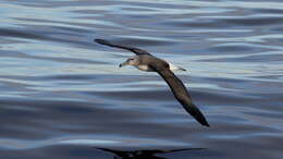 Image of Shy Albatross