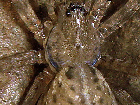 Image of Stiphidion facetum Simon 1902