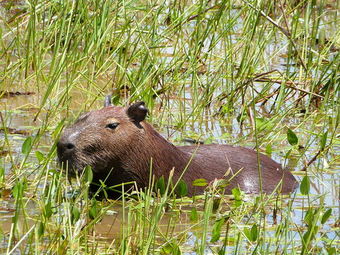 Image of Capybara
