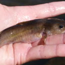 Image of Noturus flavus