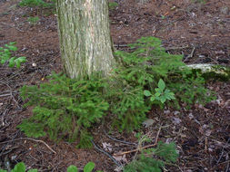 Image of <i>Picea abies</i>