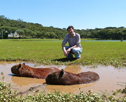 Image of Capybara