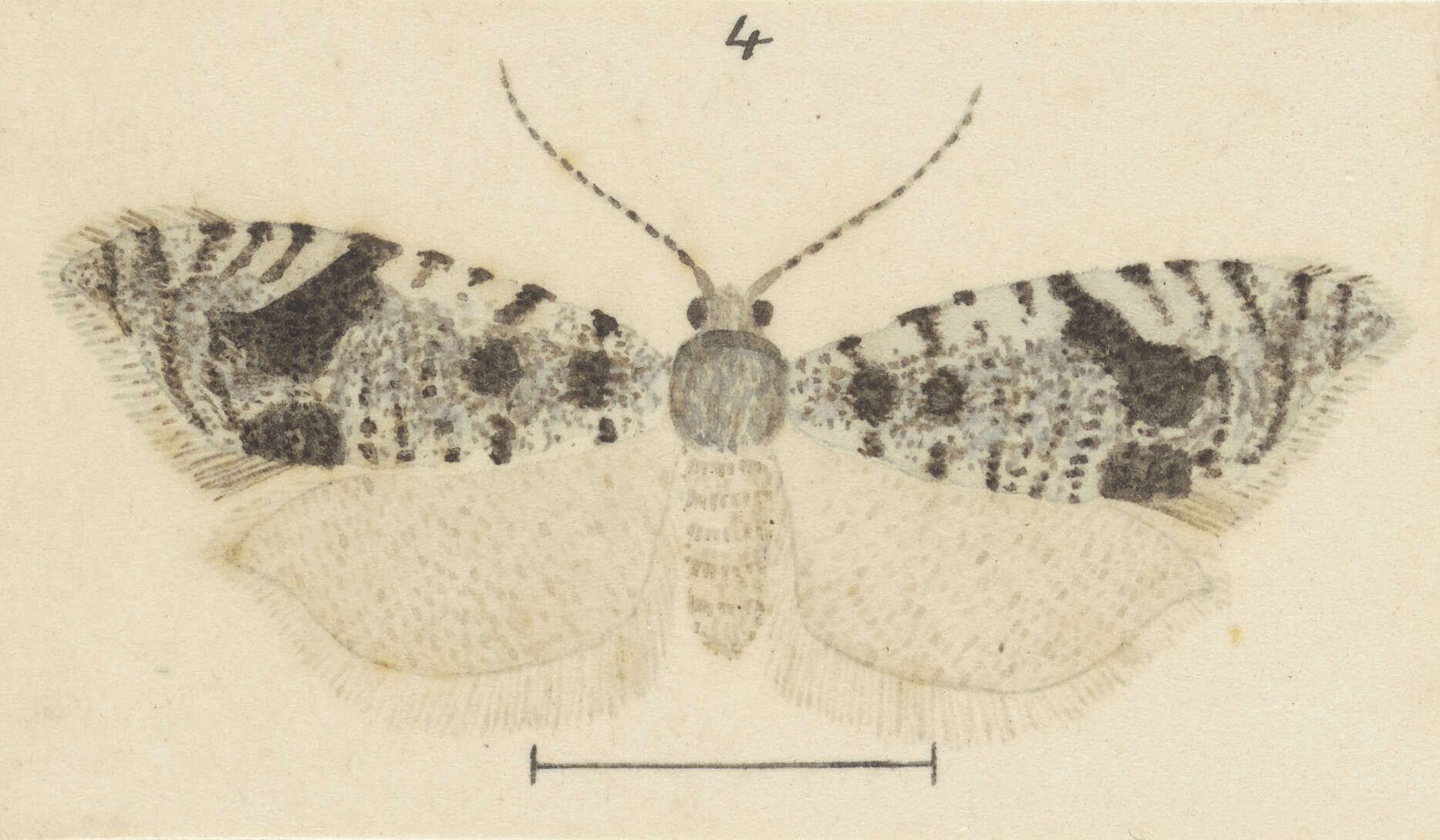 Image of Ericodesma scruposa Philpott 1924