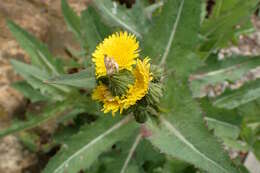 Imagem de Sonchus kirkii B. G. Hamlin