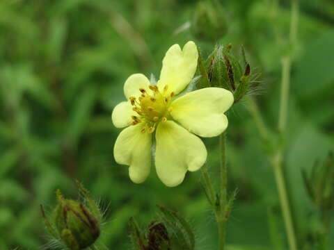 Imagem de Potentilla recta L.