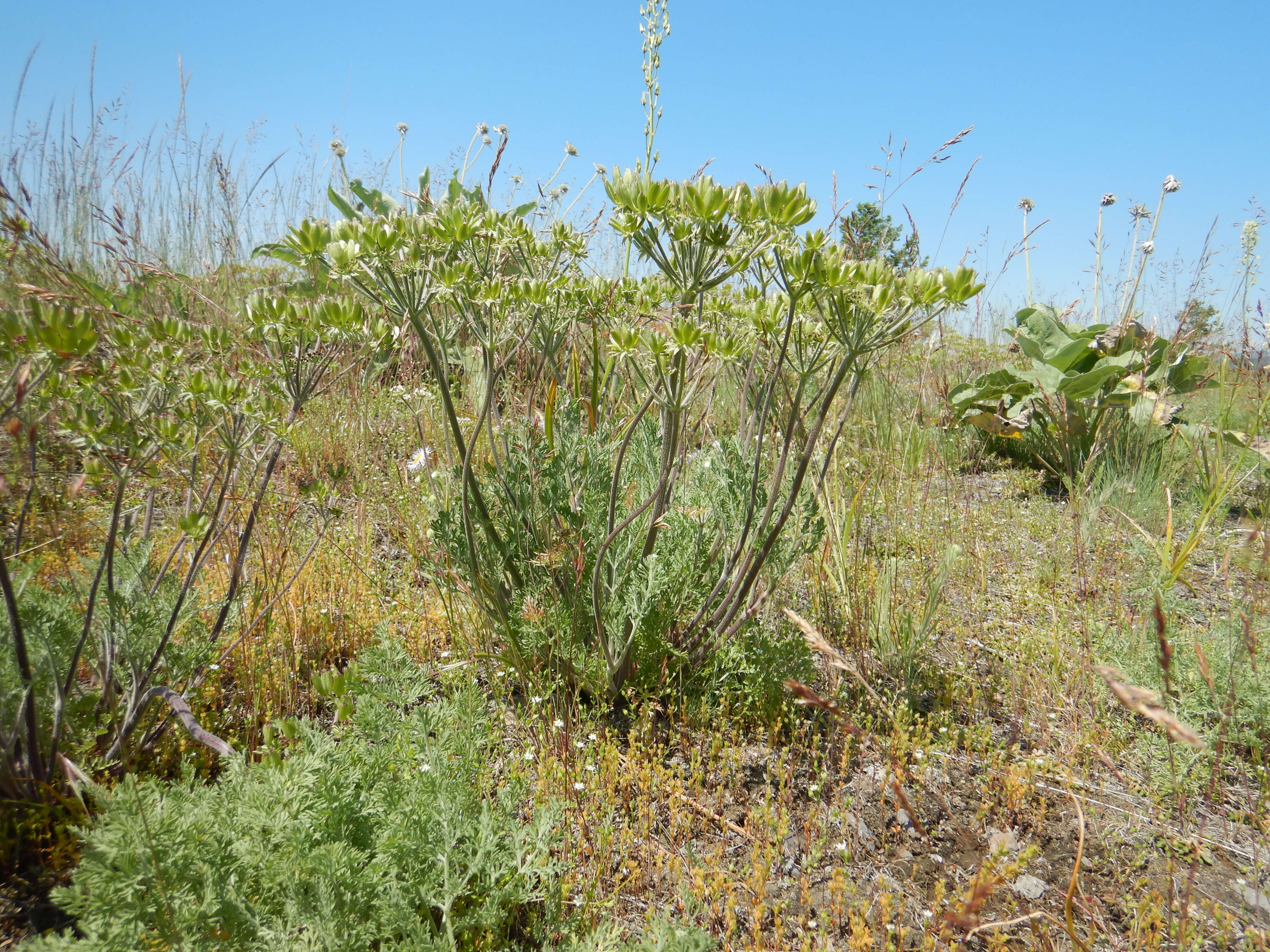 Imagem de Lomatium macrocarpum (Hook. & Arn.) Coult. & Rose