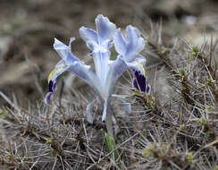 Слика од Iris stenophylla Hausskn. ex Baker