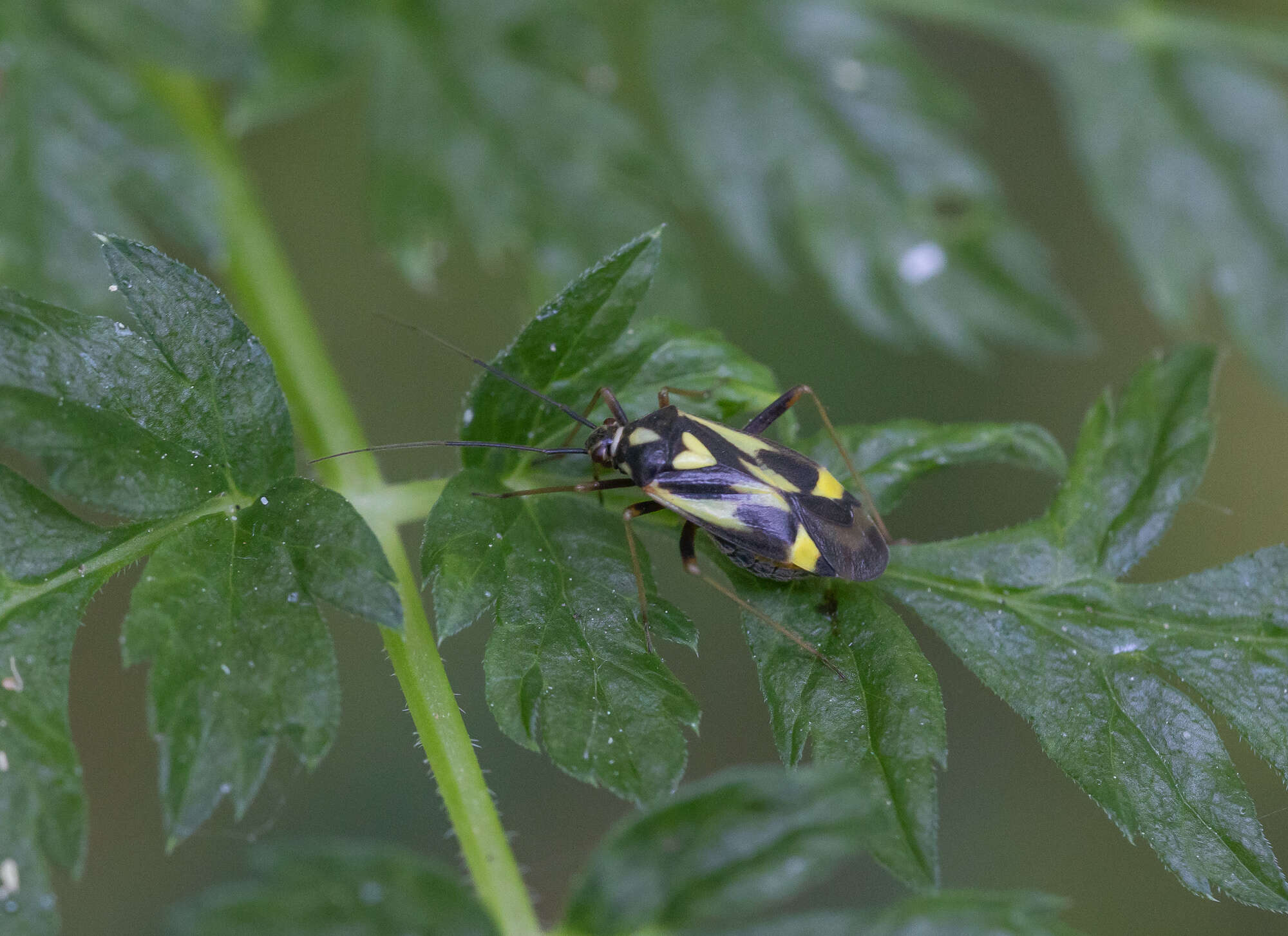 Image of Grypocoris sexguttatus (Fabricius 1777)