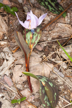Image of <i>Erythronium dens-canis</i>
