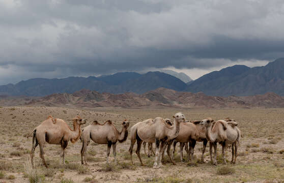 Image of Bactrian camel