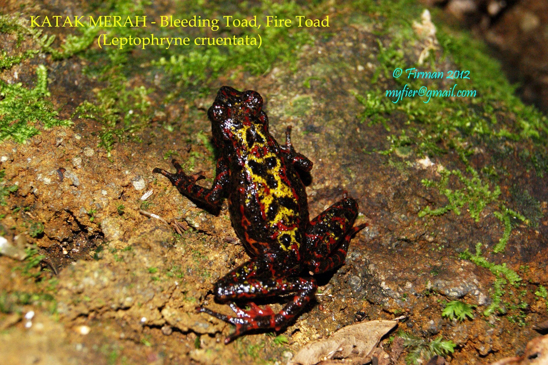 Image of Bleeding Toad