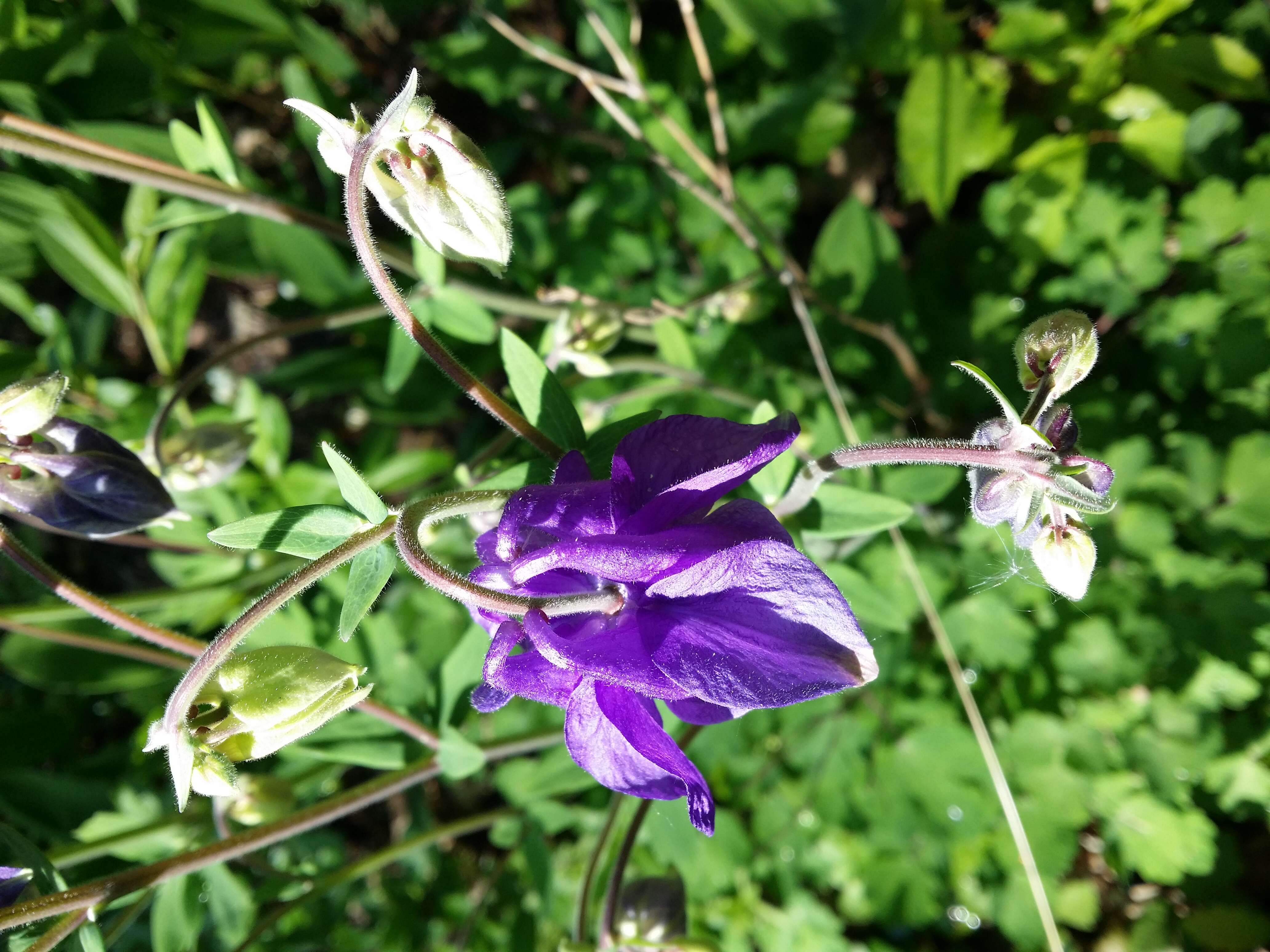 Plancia ëd Aquilegia vulgaris L.