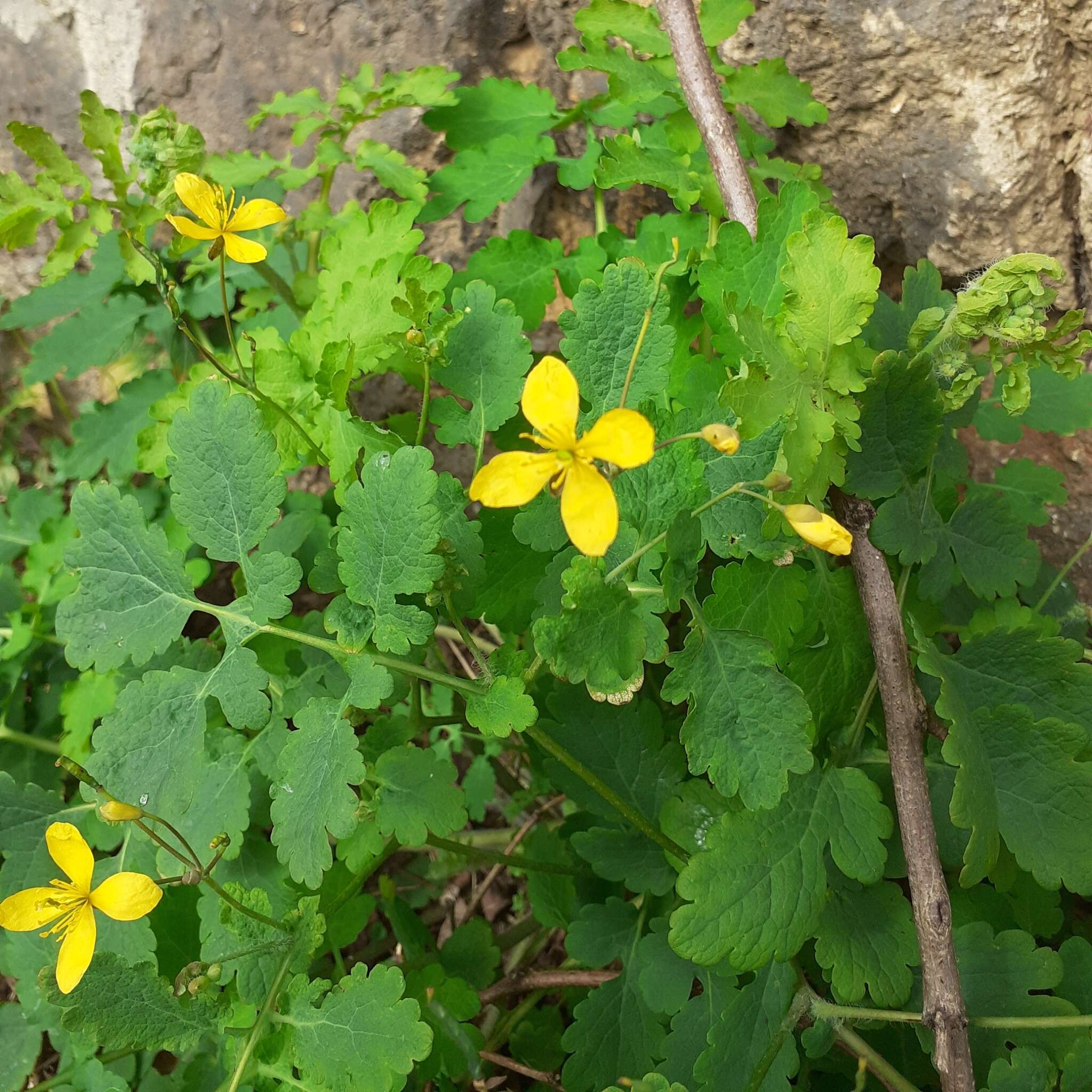 Image of celandine