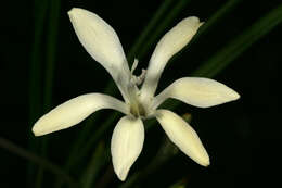 Image of Babiana tubiflora (L. fil.) Ker Gawl.