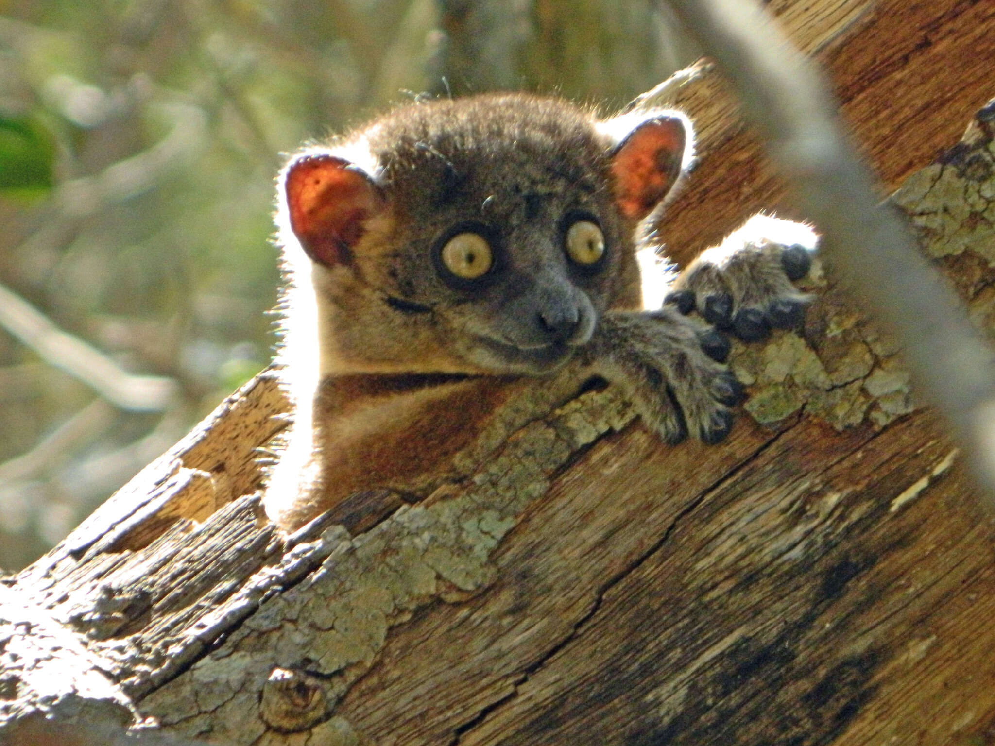 Image of Hubbard's Sportive Lemur