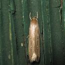 Image of Limnaecia phragmitella Stainton 1851