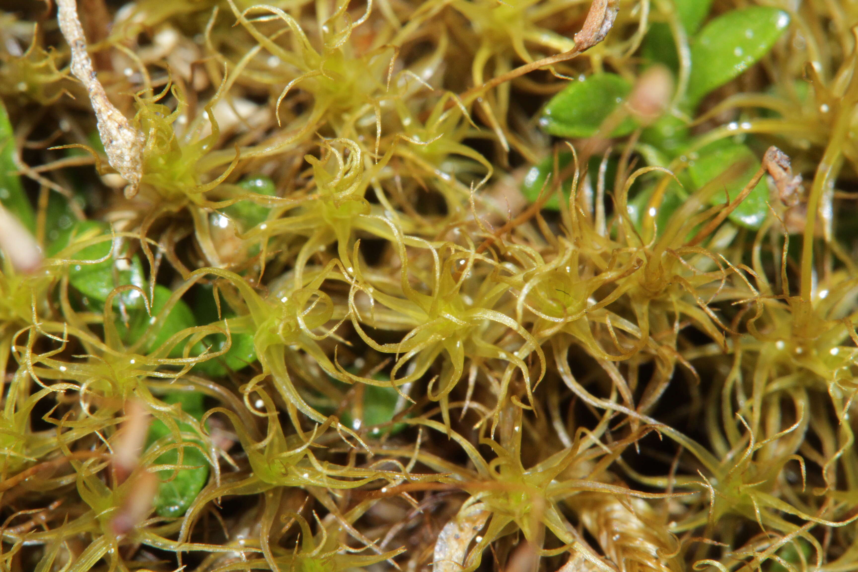 Image of oncophorus moss