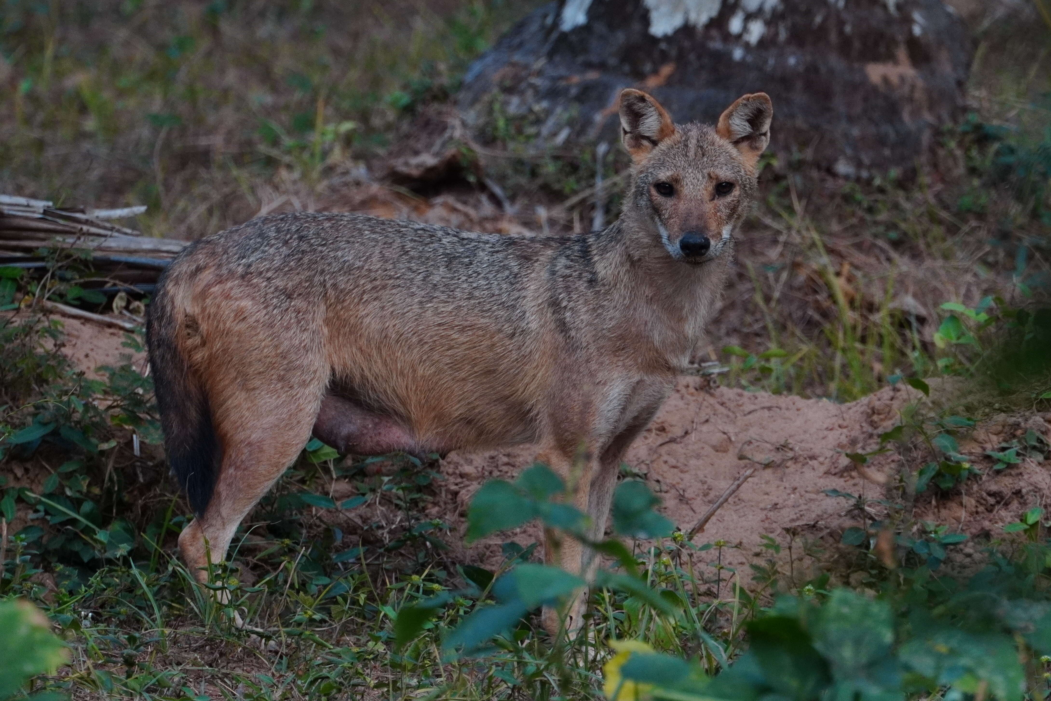 Image of golden jackal