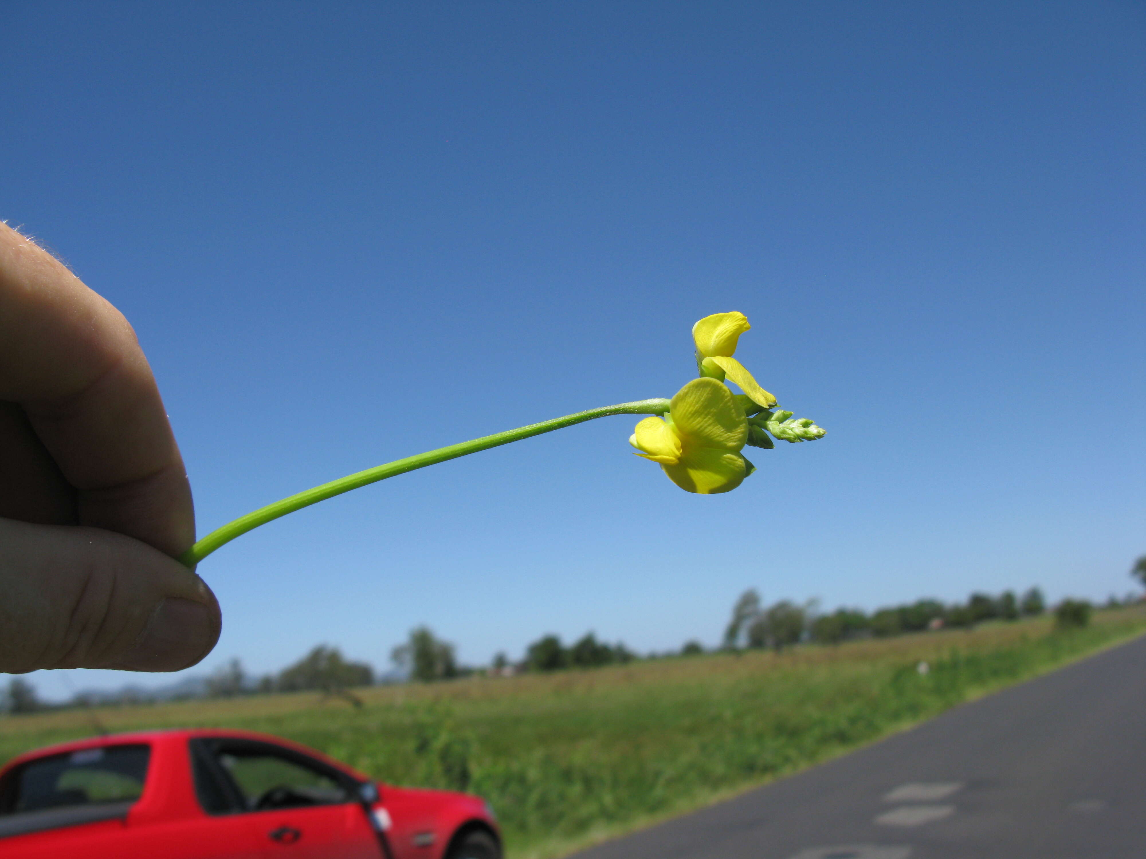 Image of hairypod cowpea