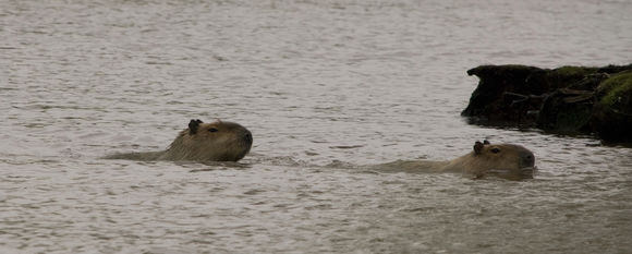 Image of Capybara
