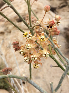 Image of <i>Asclepias albicans</i>