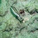 Image of Bandtail Puffer