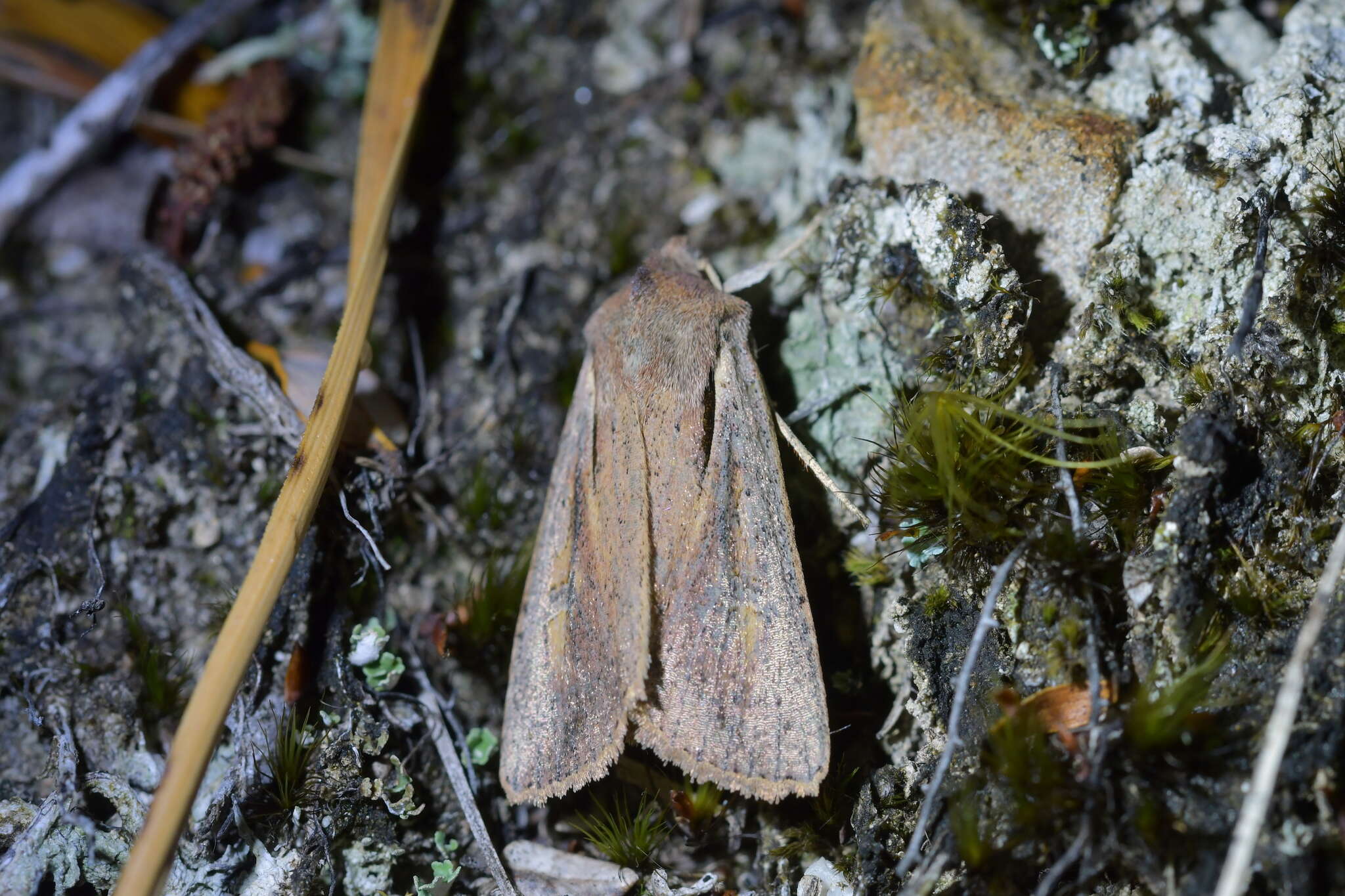 Image of Ichneutica atristriga