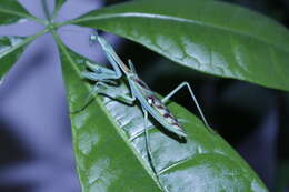 Image of African praying mantis