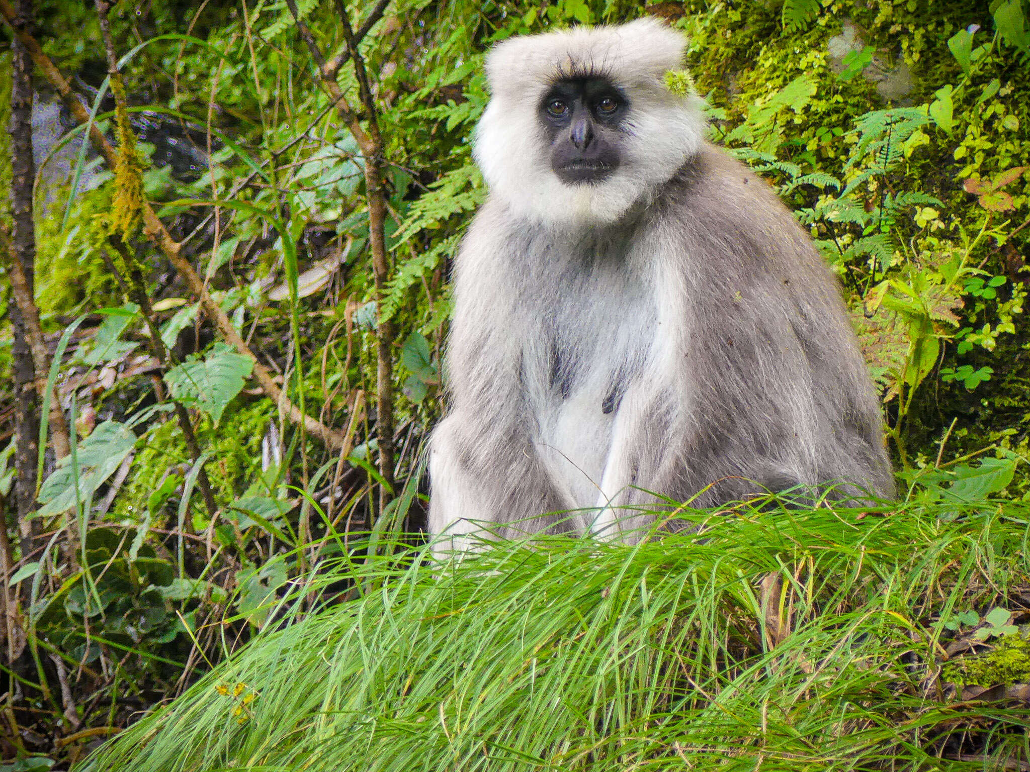 Image of Gray Langur