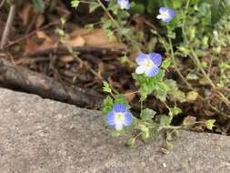 Image of birdeye speedwell