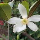 Image de Magnolia yunnanensis (Hu) Noot.