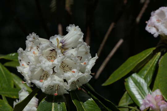 Image of Rhododendron grande Wight