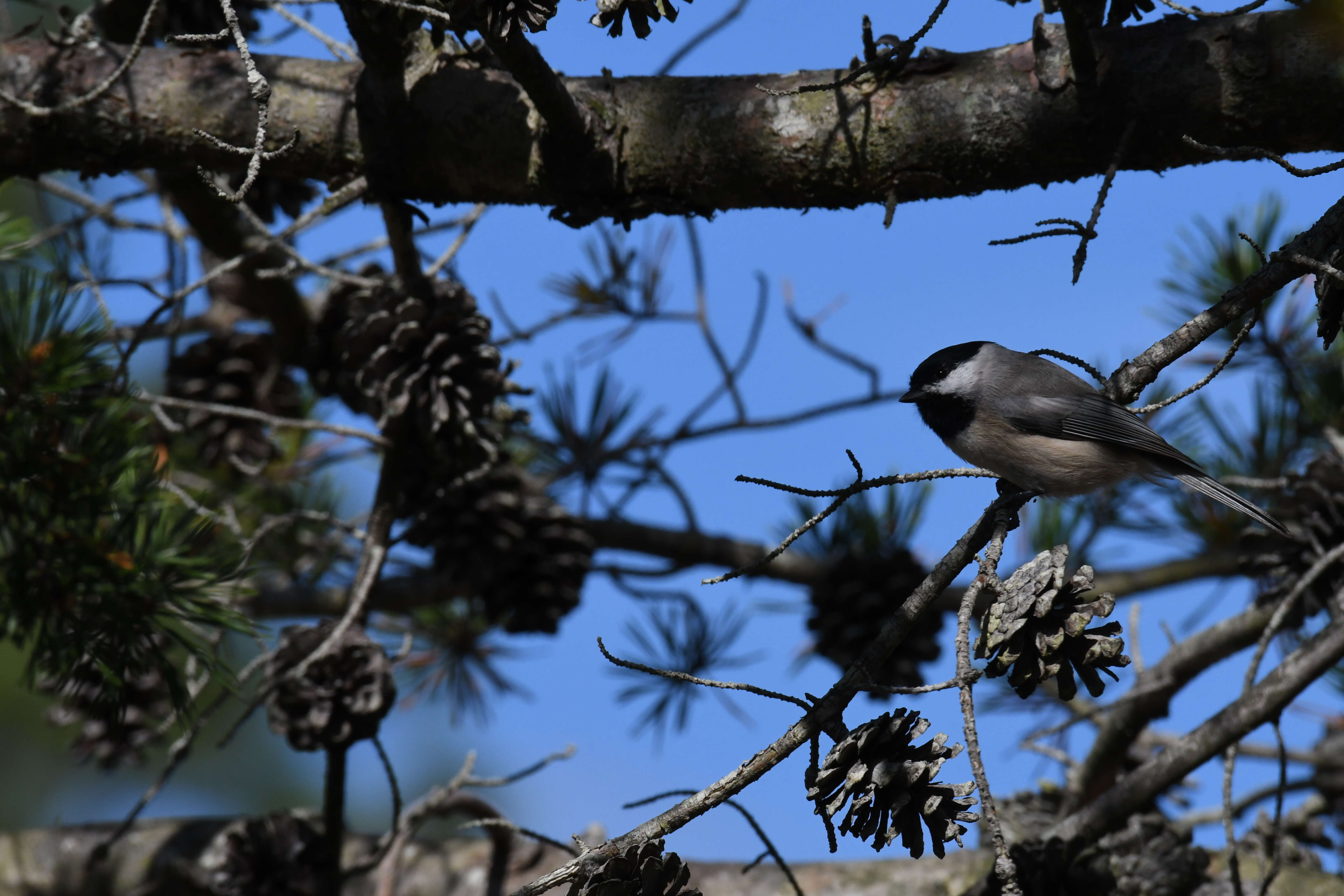 Image of Carolina Chickadee