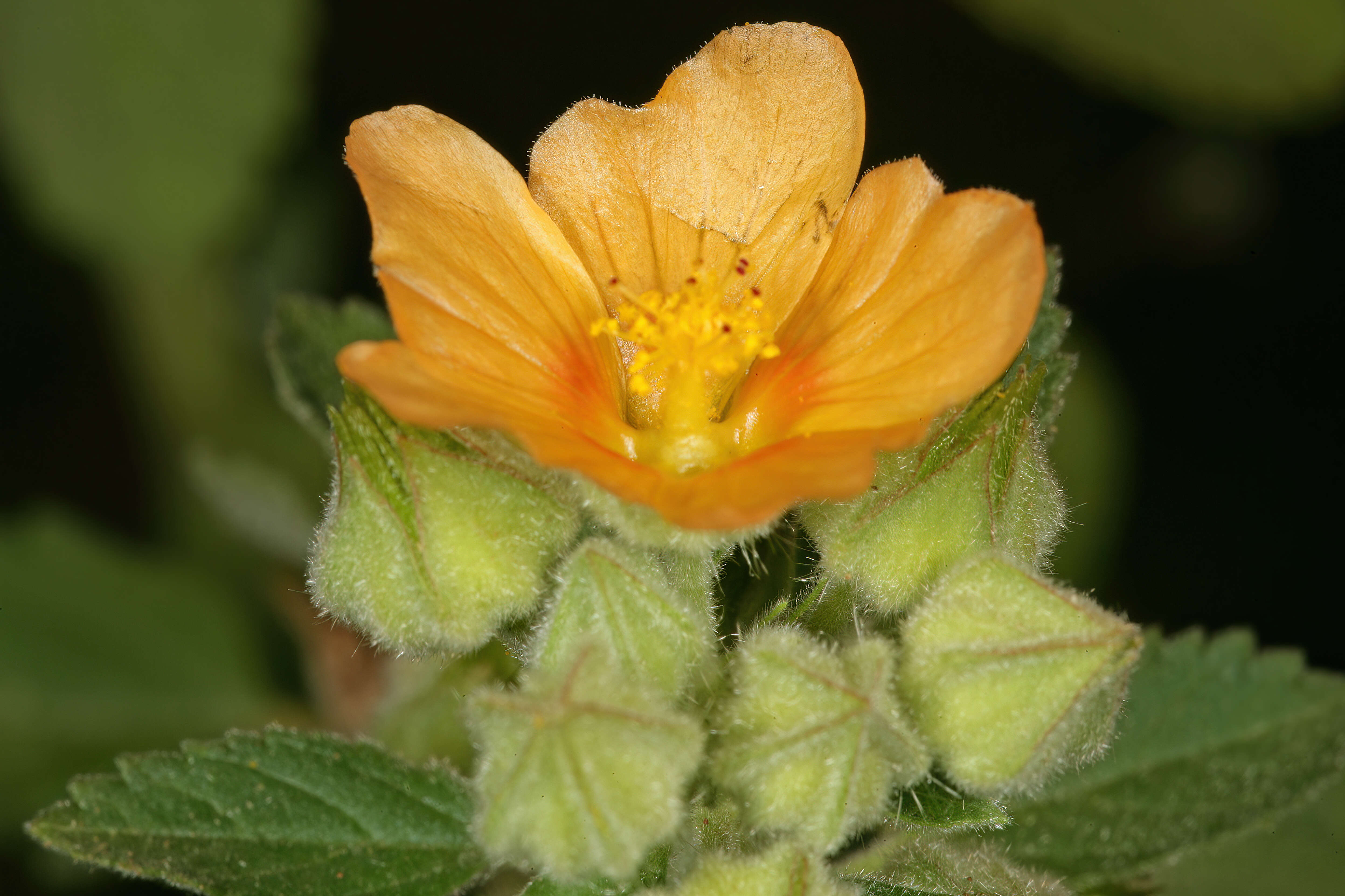 Image of country mallow