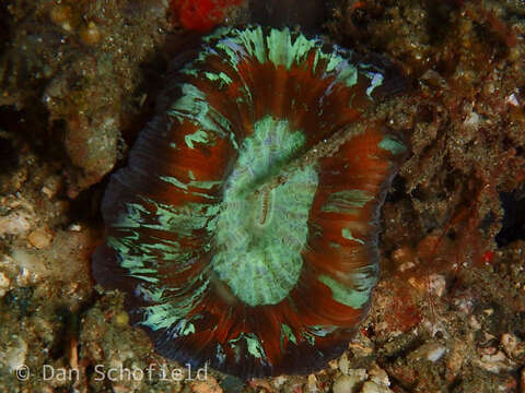 Image of Trachyphyllia Milne Edwards & Haime 1849